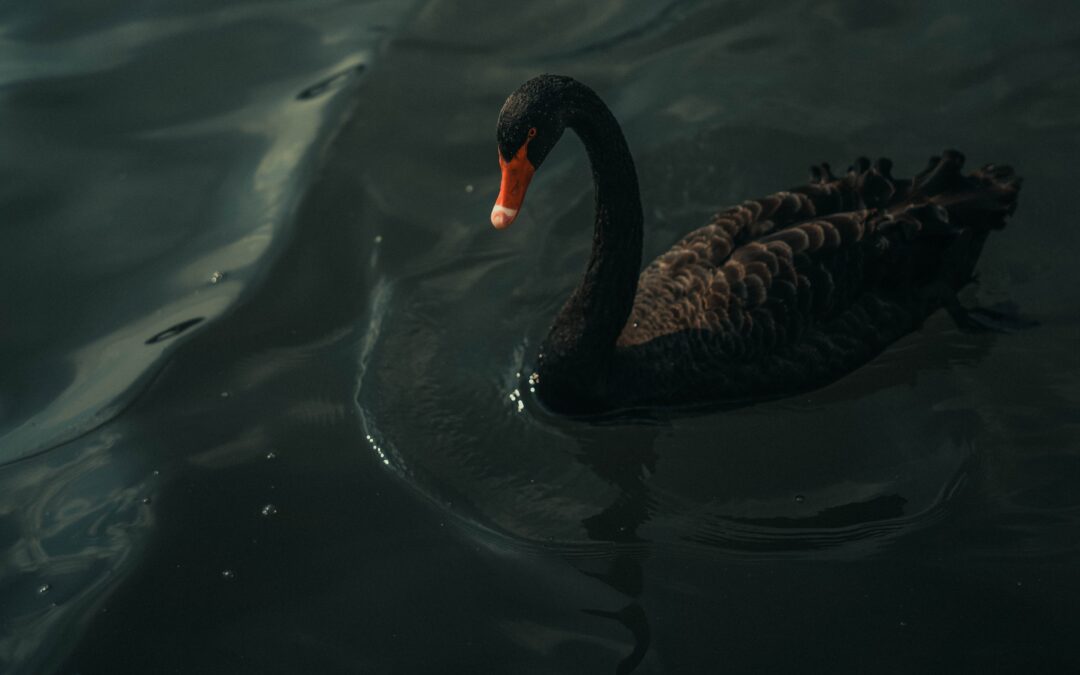 Ride the black swan